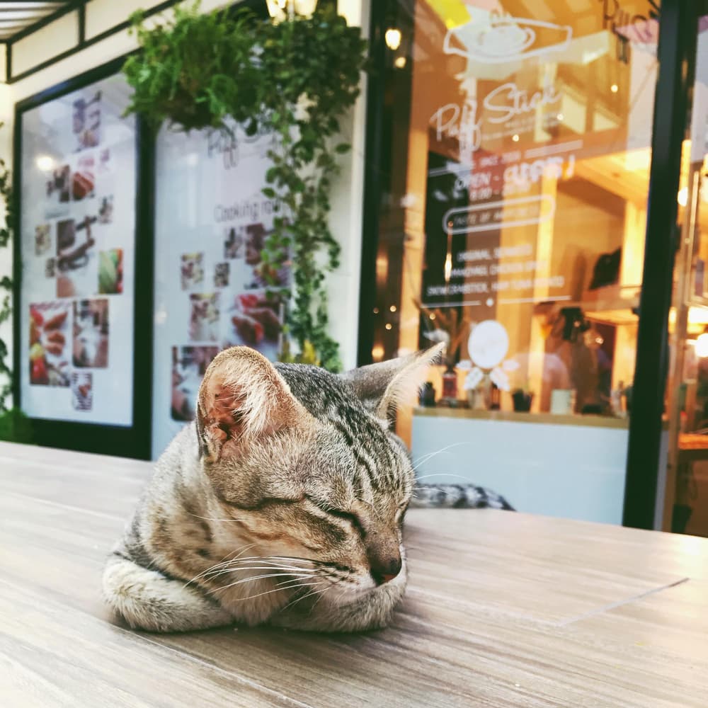 A cat waiting alone outside a shop