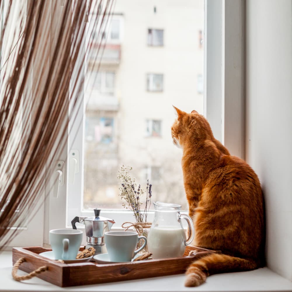 A ginger cat sitting on a windowsill at home