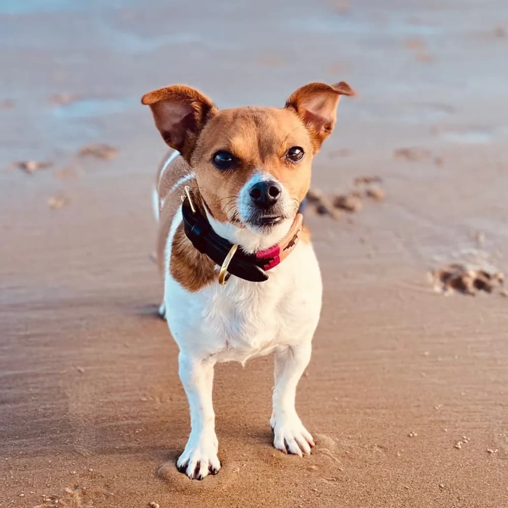 Luna, a Jack Russell terrier on the beach